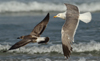 Larus armenicus